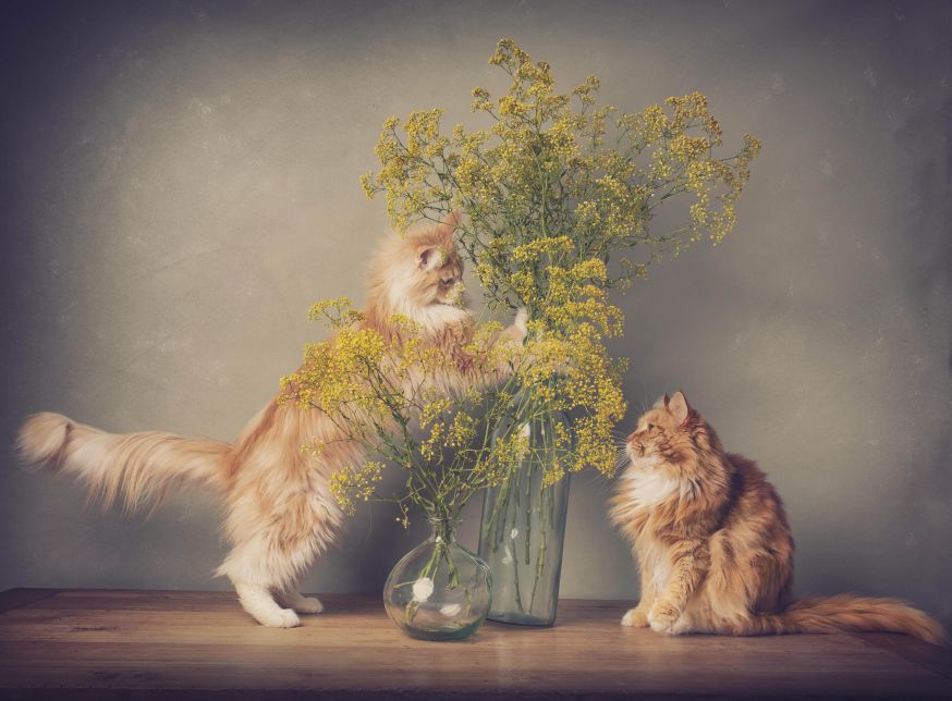 Ferroning birinchi anal jinsiy aloqasi Yulduzli urushlar porno onlayn